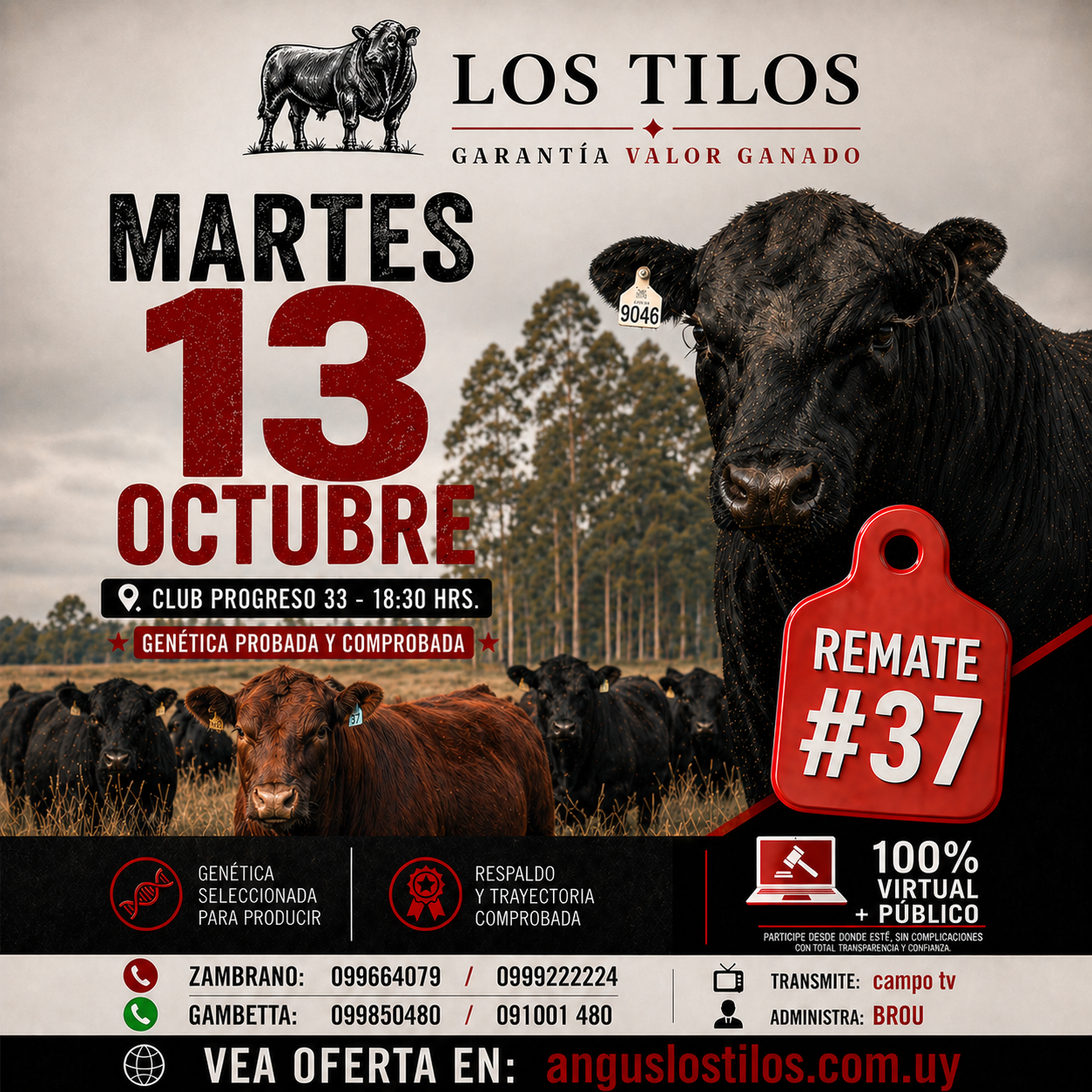 Remate 37 angus LOS TILOS